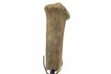 Fossil Hadrosaur Chevron Bone w/ Metal Stand - South Dakota #378570-1